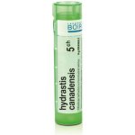 HYDRASTIS CANADENSIS POR 5CH GRA 1X4G – Hledejceny.cz