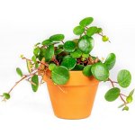 Gardners Peperomia Pepperspot, průměr 6 cm Peperomie, pepřinec – Zboží Dáma