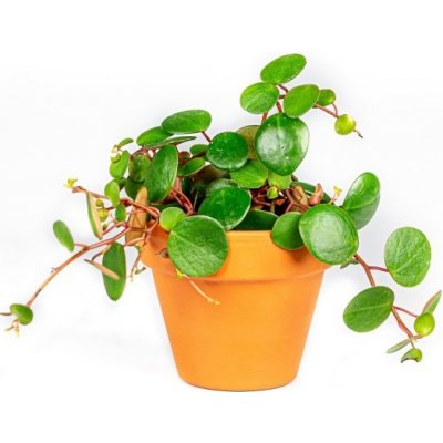 Gardners Peperomia Pepperspot, průměr 6 cm Peperomie, pepřinec – Zboží Dáma