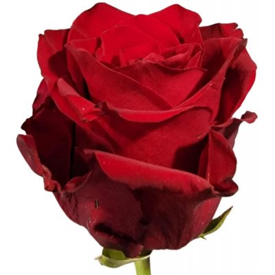 Červená růže RED TACAZZI+ 50cm (M) – Zboží Dáma