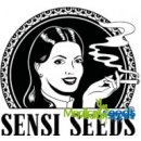 Sensi Seeds Sensi Purple Kush semena neobsahují THC 1 ks