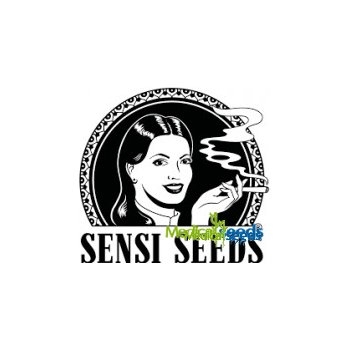 Sensi Seeds Sensi Purple Kush semena neobsahují THC 1 ks