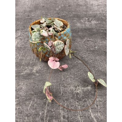Ceropegia Woodii mini růžová – Hledejceny.cz