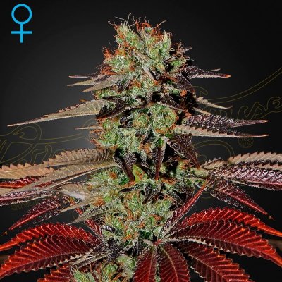 Green House Seeds King's Kush AUTO semena neobsahují THC 1 ks – Sleviste.cz