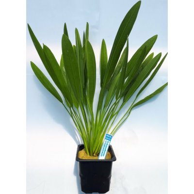 Echinodorus uruguayensis XXL – Zboží Mobilmania