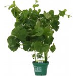 Hydrocotyle leucocephala – Zboží Dáma