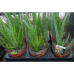 TSUGA Aloe VERA – Hledejceny.cz