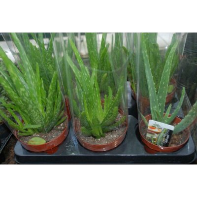 TSUGA Aloe VERA – Hledejceny.cz