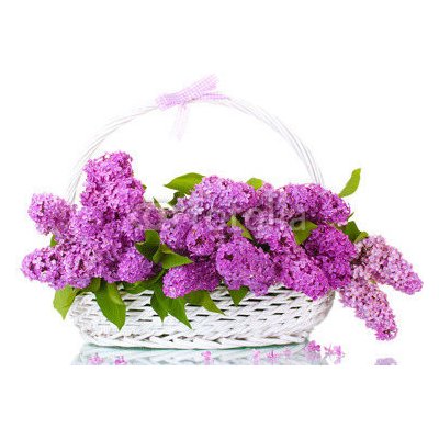 WEBLUX 43978997 Fototapeta vliesová beautiful lilac flowers in basket isolated on white krásné lila květiny v koši izolovaných na bílém rozměry 145 x 100 cm