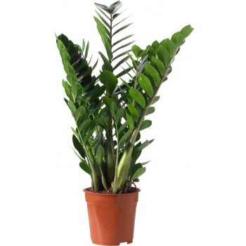 Zamioculcas zamiifolia 17x65cm