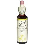 Bachovy květové esence kapky Honeysuckle Zimolez kozí list 20 ml – Hledejceny.cz