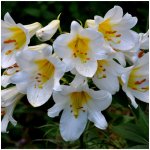 Lilie královská bílá - Lilium regale album - cibule lilie - 1 ks