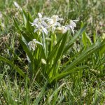 Ladoňka sibiřská bílá - Scilla siberica alba - cibule ladoňky - 3 ks – Zboží Mobilmania