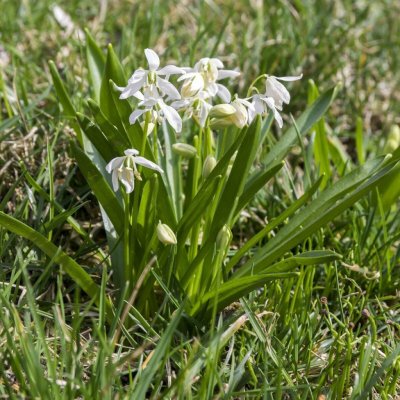 Ladoňka sibiřská bílá - Scilla siberica alba - cibule ladoňky - 3 ks – Zboží Mobilmania
