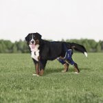 Balto Dvojitá kolenní ortéza s dlahou pro psa L – Zboží Dáma
