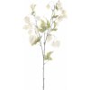 Květina Mochyně - Physalis ovocní spray 'Lahja' krémová V83 cm