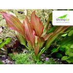 Echinodorus Hot Pepper – Sleviste.cz