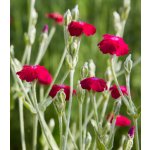 Kohoutek věncový Lychnis coronaria semena 50 ks – Sleviste.cz