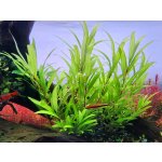 Hygrophila siamensis - Mokřanka siamská – Zboží Dáma