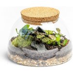 Gardners Skleněná dóza Aurinia s korkovým špuntem, 24x14 cm - osázené vlhkomilně – Hledejceny.cz