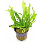 Microsorium pteropus Narrow - Hnědovka křídlatá – Sleviste.cz