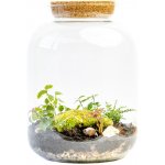 Gardners Skleněná dóza Kerria s korkovým špuntem, 31,5x25 cm - osázené vlhkomilně – Hledejceny.cz