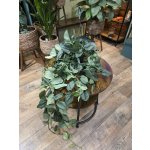 Scindapsus Treubii závěs – Sleviste.cz