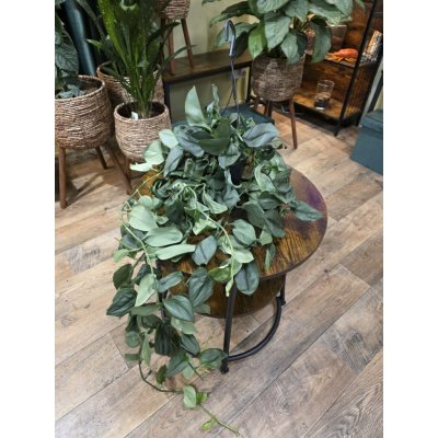 Scindapsus Treubii závěs – Sleviste.cz
