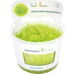 Utricularia graminifolia - Bublinatka trávolistá – Zboží Dáma