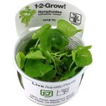 Nymphoides hydrophylla Taiwan – Zboží Dáma