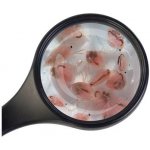 ATK Dafnie živá 90 ml – Hledejceny.cz