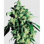 Sensi Seeds Super Skunk semena neobsahují THC 3 ks – Hledejceny.cz