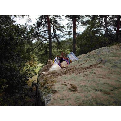 Procházka, výprava či piknik s kozou – Sleviste.cz