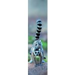 Záložka 3D - Lemur Family – Hledejceny.cz