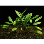 Cryptocoryne petchii - Kryptokoryna Petchova – Zboží Dáma