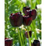 QUEEN OF NIGHT - ČERNÝ TULIPÁN Množství cibulek v jednom balení: 5 ks – Sleviste.cz