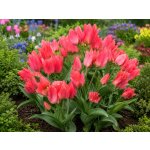 Tulipán 'Toronto' 5 ks – Hledejceny.cz
