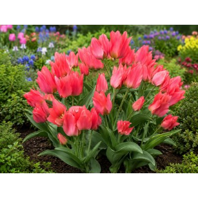 Tulipán 'Toronto' 5 ks – Hledejceny.cz