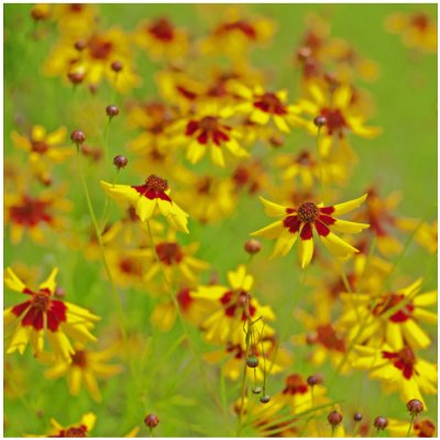 Krásnoočko nízké dvoubarevné Coreopsis tinctoria semena krásnoočka 50 ks – Zboží Mobilmania