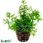 Didiplis diandra - Kalužník dvojmužný – Zboží Dáma