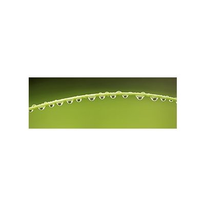 Komar papírová fototapeta Grashalm 94001 Stéblo trávy rozměry 368 x 127 cm – Zboží Mobilmania