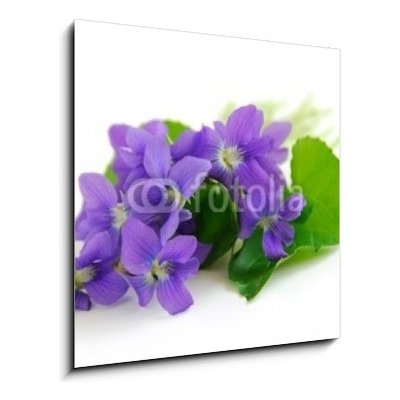 Skleněný obraz 1D - 50 x 50 cm - violets on white background fialky na bílém pozadí – Zboží Mobilmania