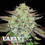 Delicious Seeds Purple Mango Kush Early Version semena neobsahují THC 1 ks – Hledejceny.cz