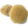 Caribbean Sun Mycí houba pacifická 12-13 cm bez provázku