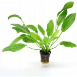 Echinodorus phyton – Zboží Dáma