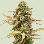 Royal Queen Seeds Hyperion F1 AUTO semena neobsahují THC 3 ks – Zbozi.Blesk.cz