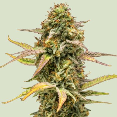 Royal Queen Seeds Hyperion F1 AUTO semena neobsahují THC 3 ks – Zbozi.Blesk.cz