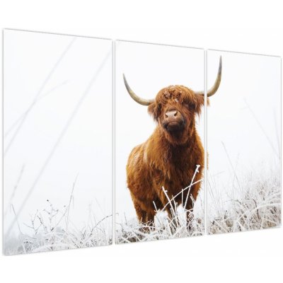 Obraz - Skotská kráva, třídílný 120x80 cm – Hledejceny.cz