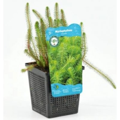 Myriophyllum rubricaule – košík 11x11 cm – Zbozi.Blesk.cz