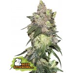 Seedstockers Girl Scout Cookies semena neobsahují THC 3 ks – Hledejceny.cz